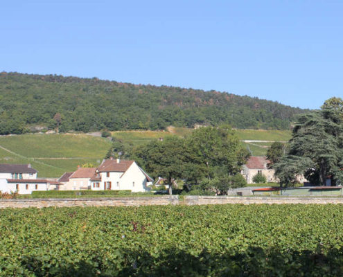 vignoble gevrey chambertin