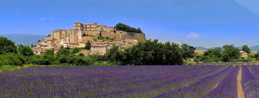 Lavande de la Drome Lavande Drome