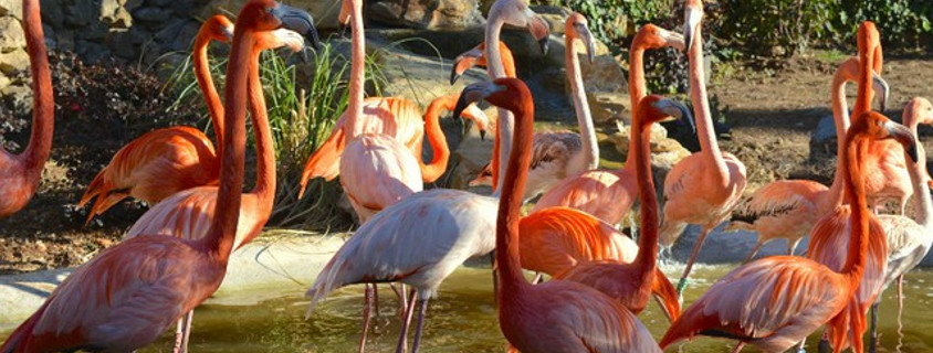 Sanary-Bandol Zoo