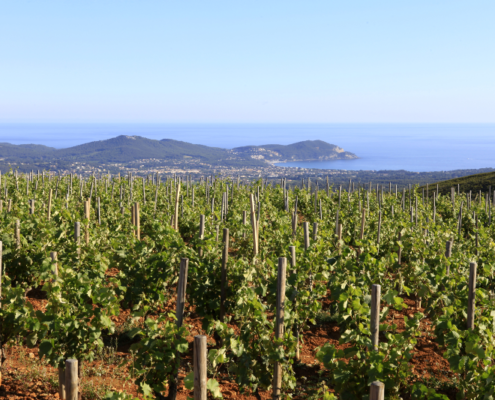 Vignoble de Provence