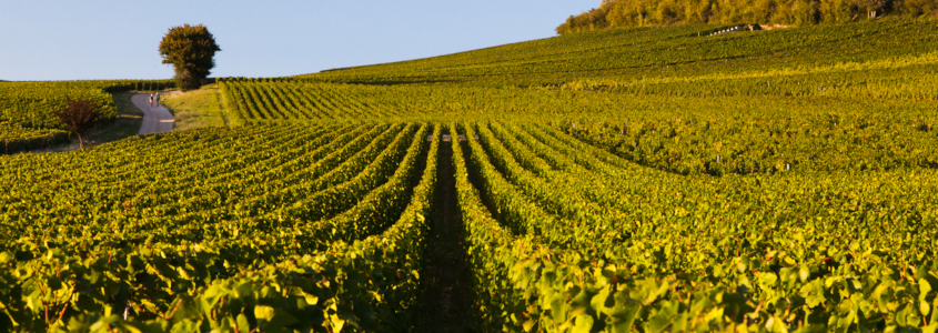 Vignoble en Côte Chalonnaise Vignoble en Côte Chalonnaise, route des vins en côte chalonnaise