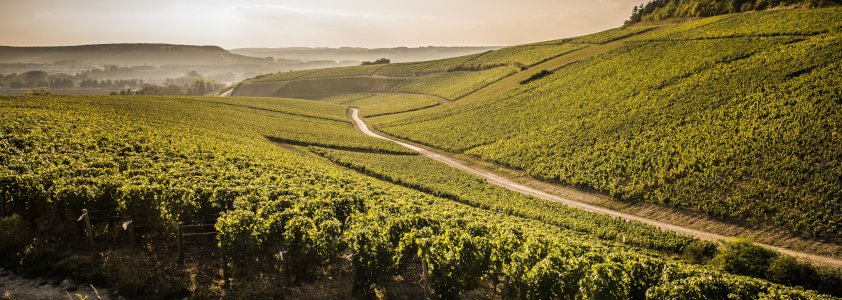 Route des vins en chablis route des vins en chablis, route bourgogne chablis, circuit route des vins auxerre chablis