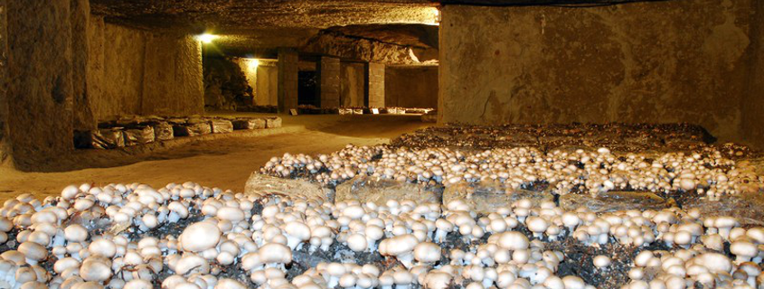 mushroom museum mushroom museum saumur