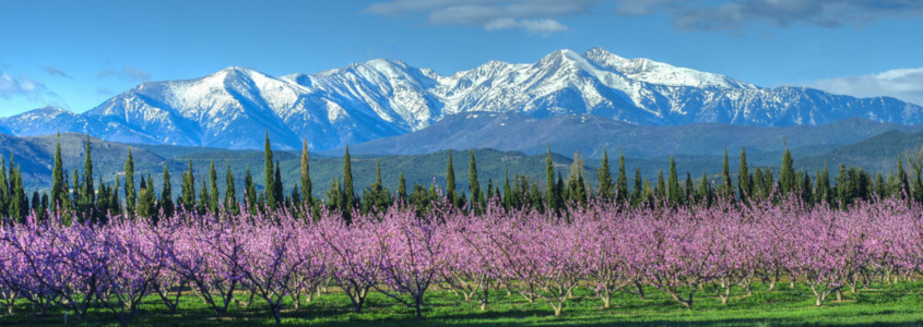 Le Canigou Le Canigou, le canigou perpignan, canigou enneigé