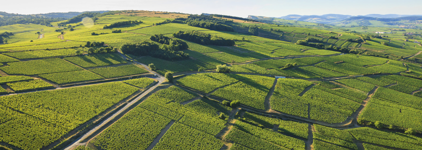 Route des vins de Bourgogne Route des vins de Bourgogne, faire la route des vins de bourgogne, conseils route des vins bourgogne, que faire sur la route des vins de bourgogne, climats bourgogne