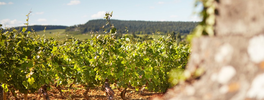 Vignoble Côte Chalonnaise tout savoir sur les vins de la Côte Chalonnaise